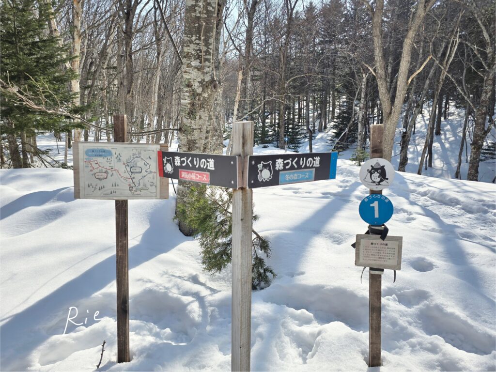 森づくりの道の分岐点