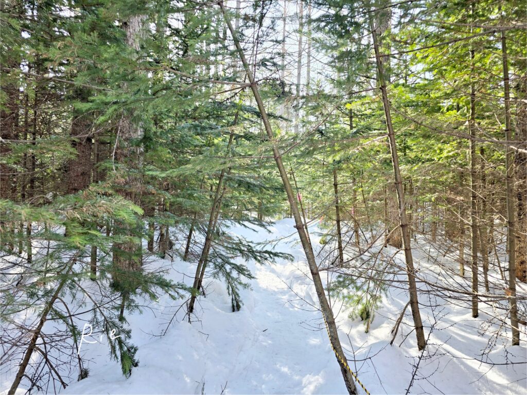 木に侵食されている散策道