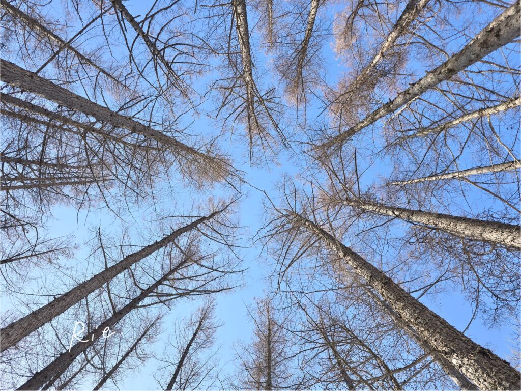 周囲の木を見上げた景色