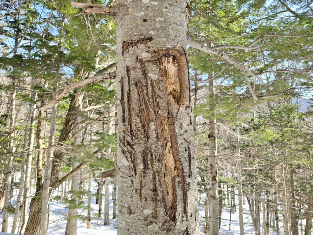 クマの爪痕が残る木