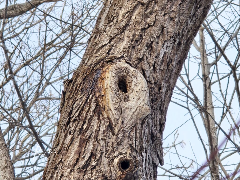 エゾモモンガの住処であろう穴