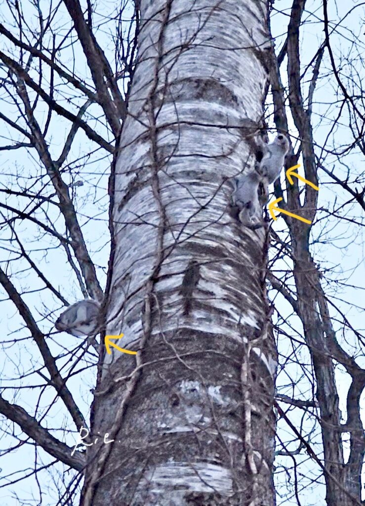 エゾモモンガ3匹