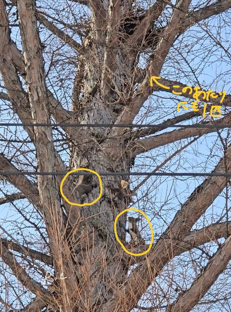 木を元気に駆けるエゾリスたち