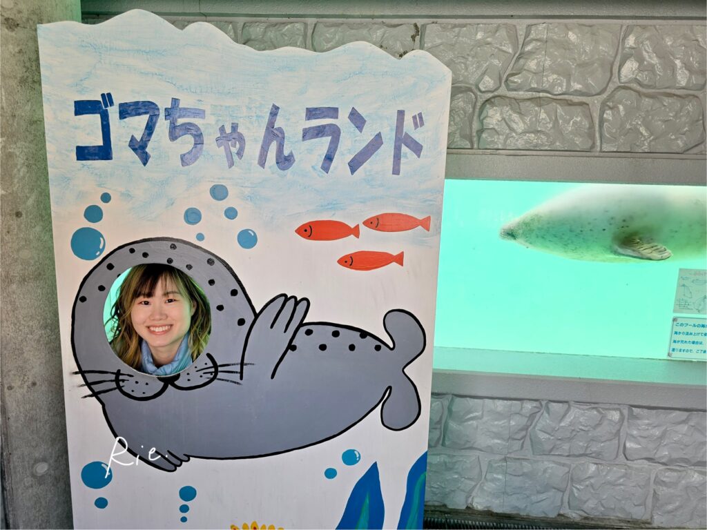 アザラシの顔出しパネルと本物のアザラシ