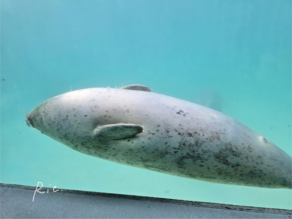 目の前を泳いで通り過ぎるアザラシ