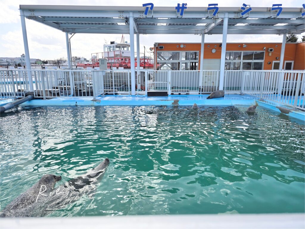 アザラシたちがいるプール