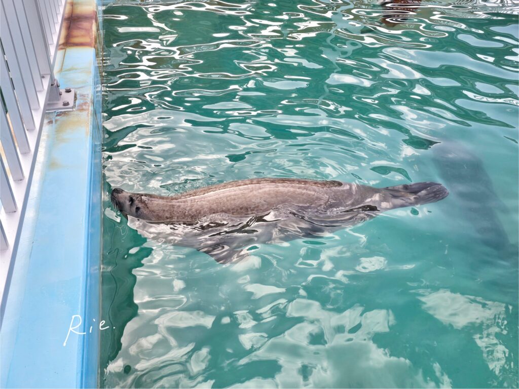 プールでのんびりするアザラシ