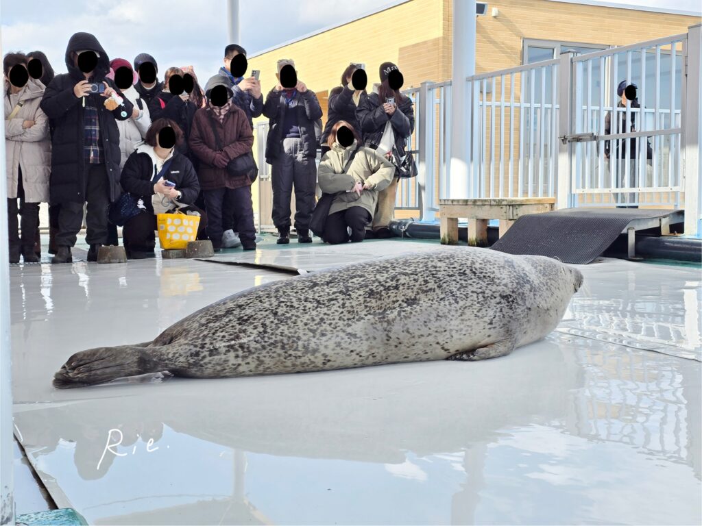 スライディングして登場したアザラシ