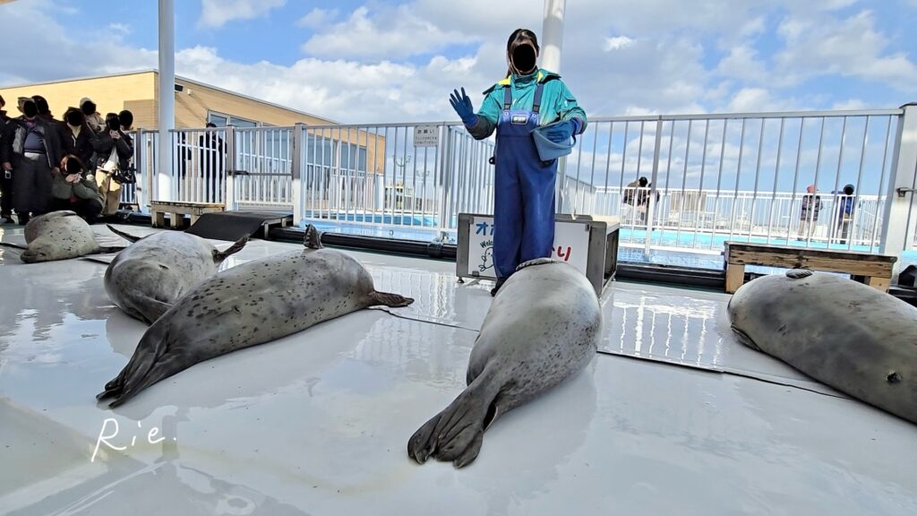 芸をするアザラシ