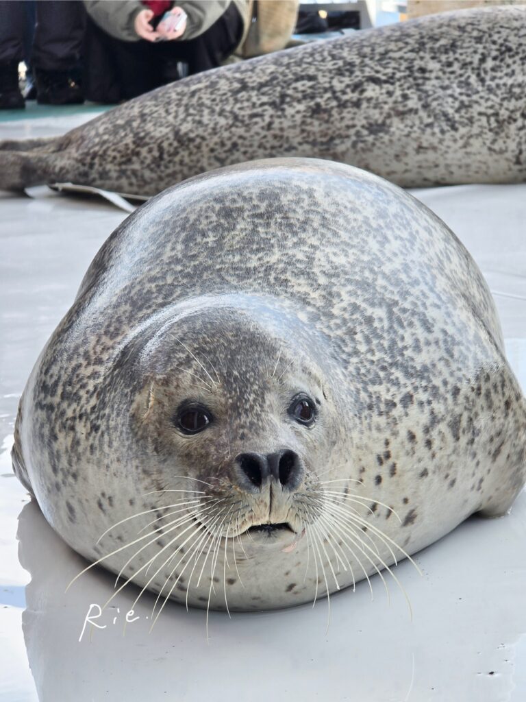 こちらを向いているアザラシ