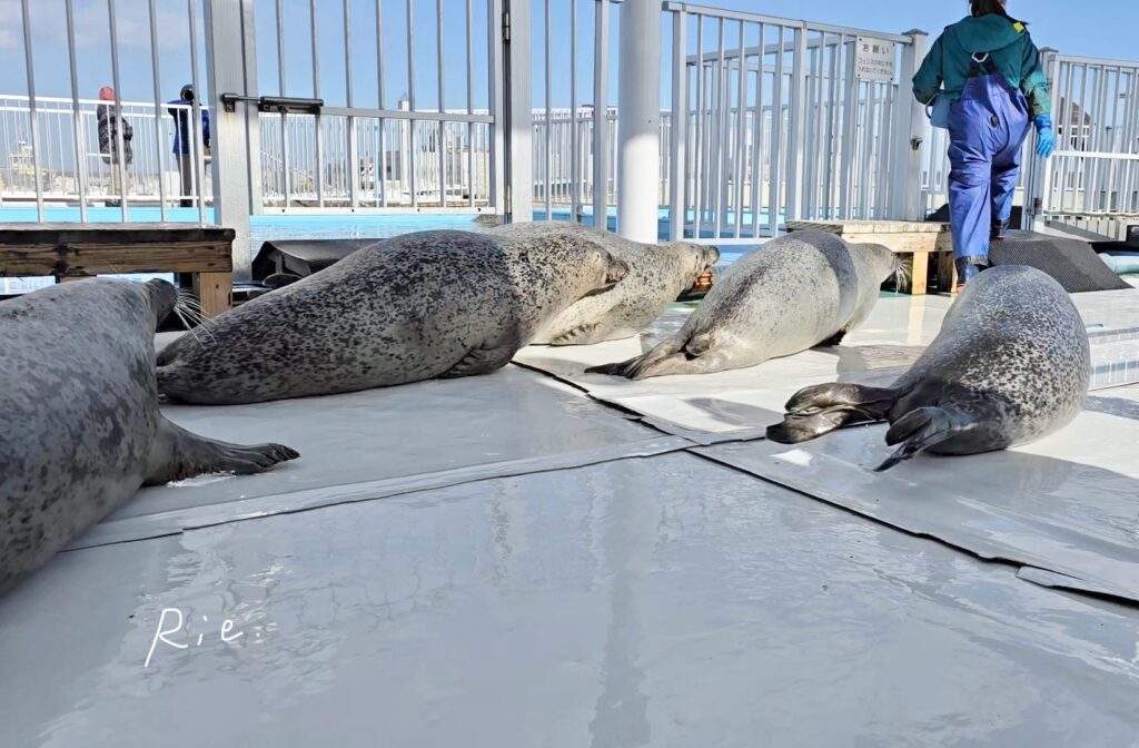 プールへ帰っていくアザラシ