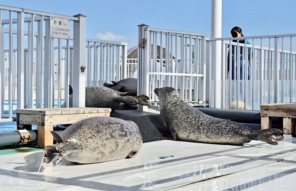 プールへ帰っていくアザラシ