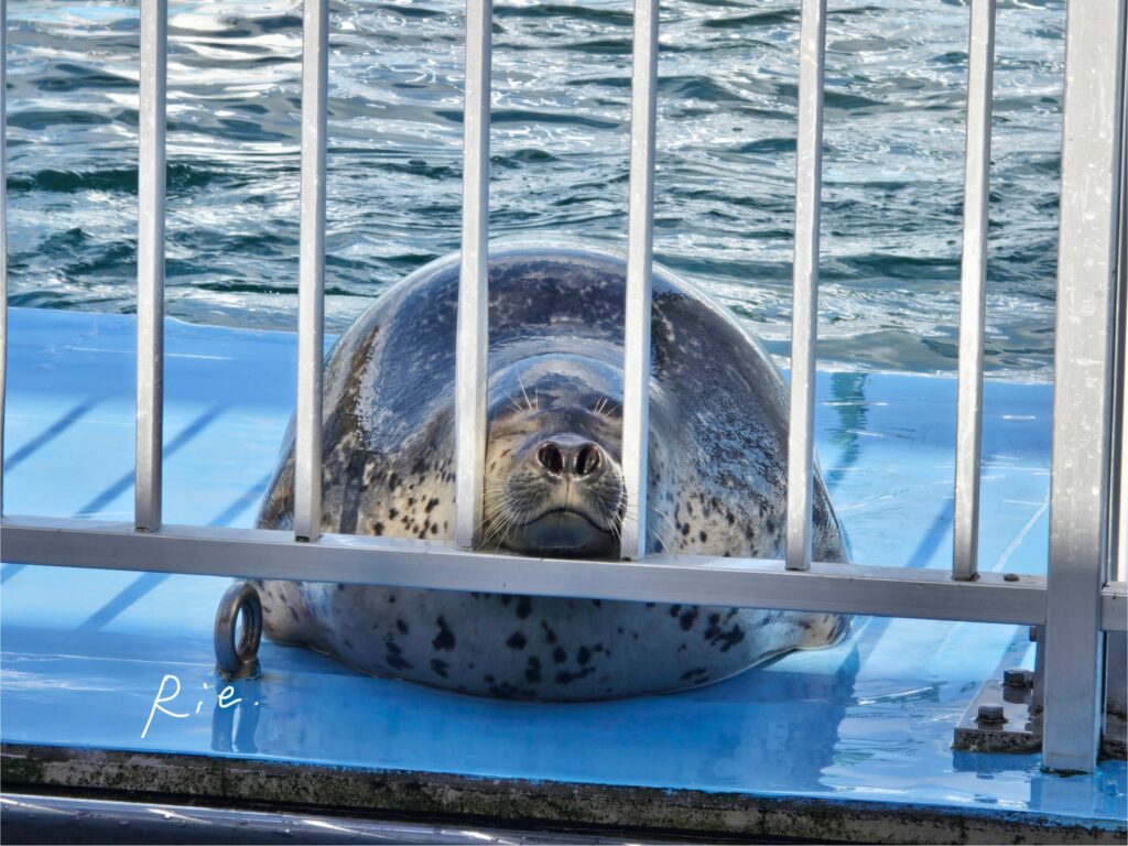 柵の隙間に顔を埋めるアザラシ