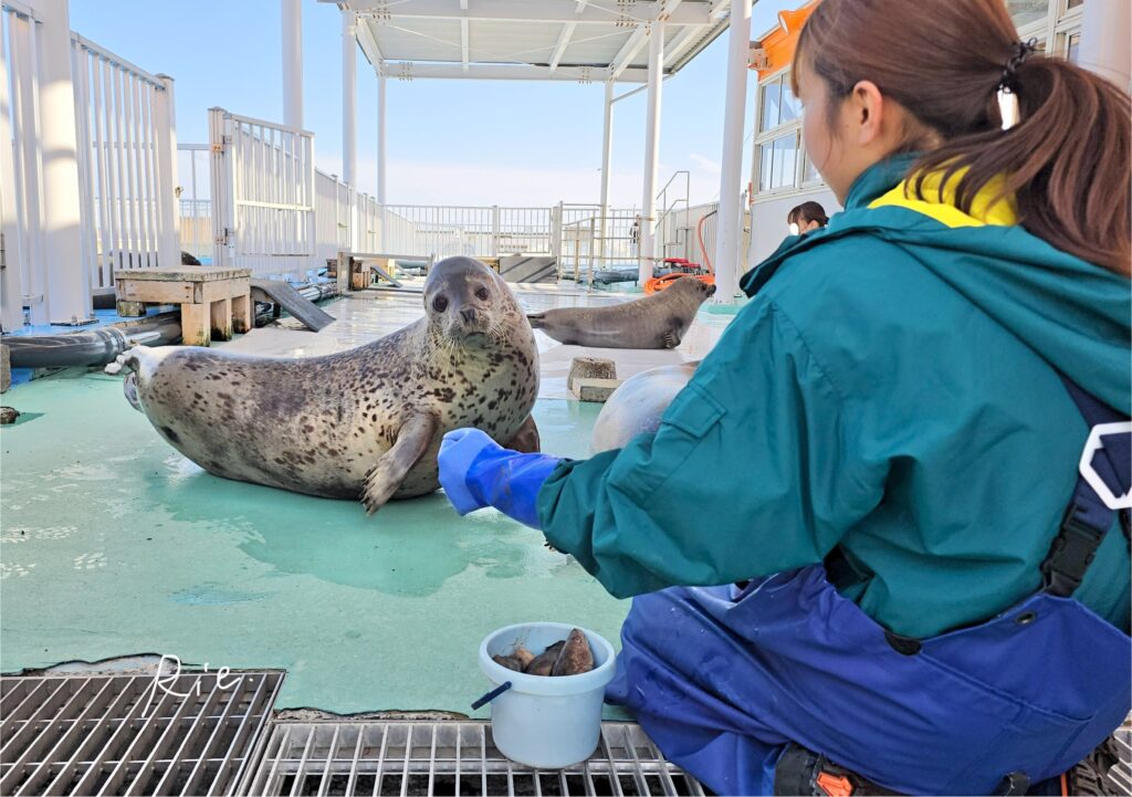 エサやりタイムのアザラシ