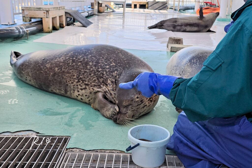 「恥ずかしっ」のポーズ