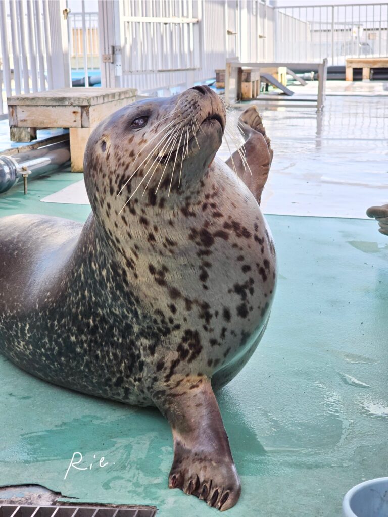 挙手するアザラシ