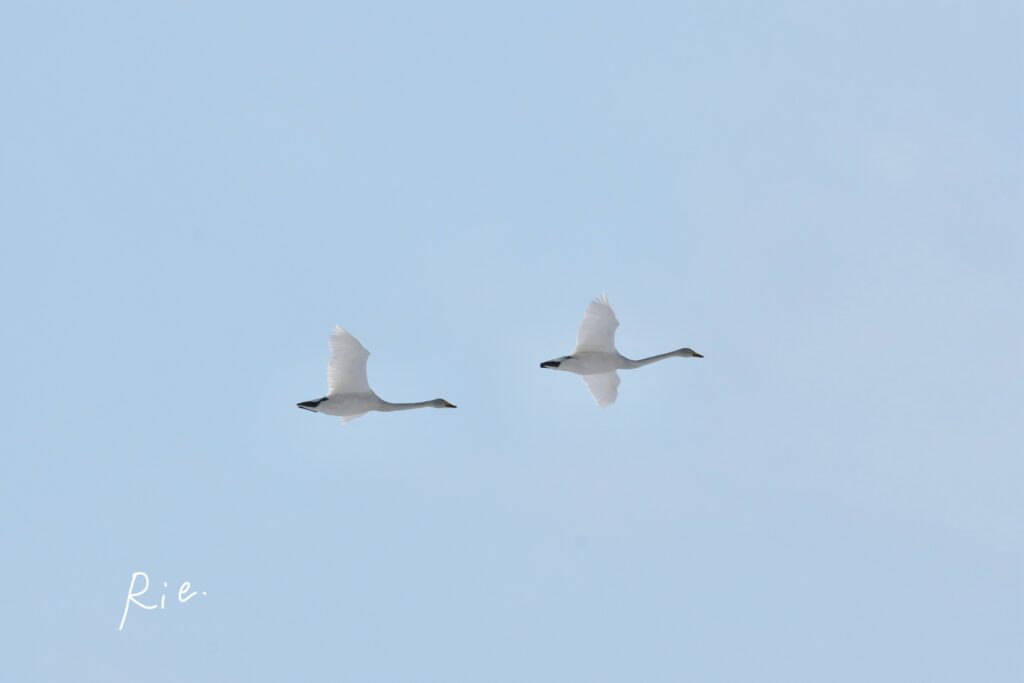オオハクチョウ