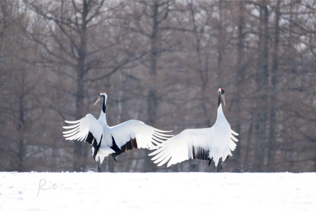ダンスをするタンチョウ