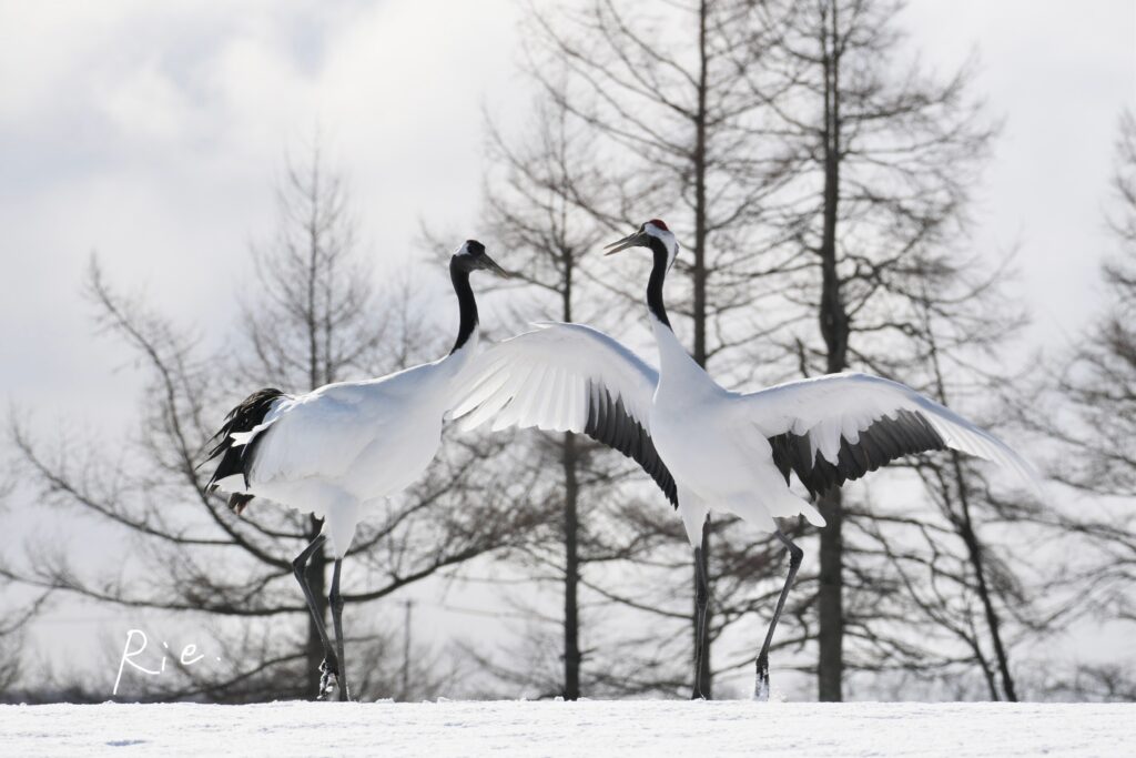 ダンスをするタンチョウ