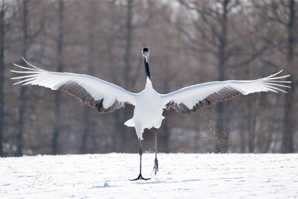 羽を広げたタンチョウ