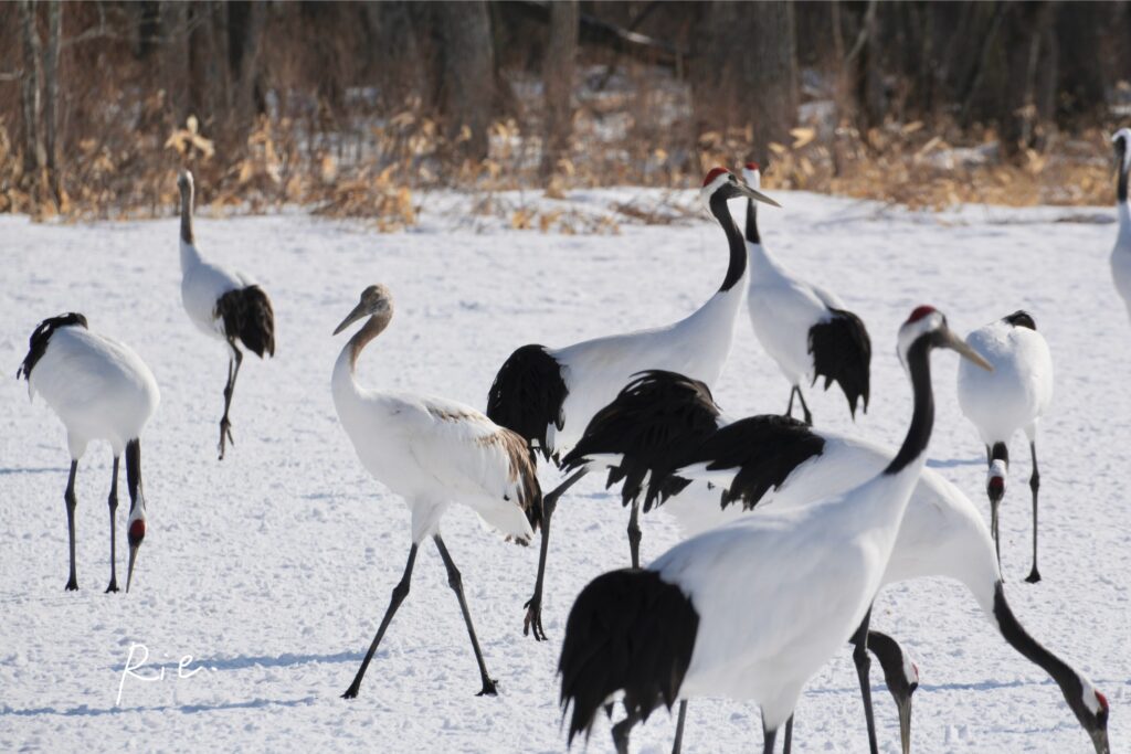 成長の中に紛れる幼鳥たち