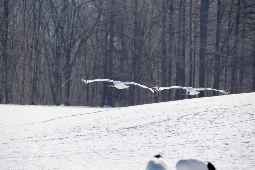 飛んできたタンチョウ