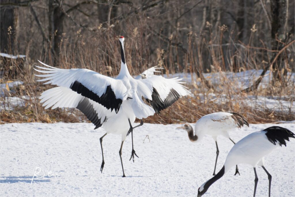 大人たちのダンスを見る幼鳥