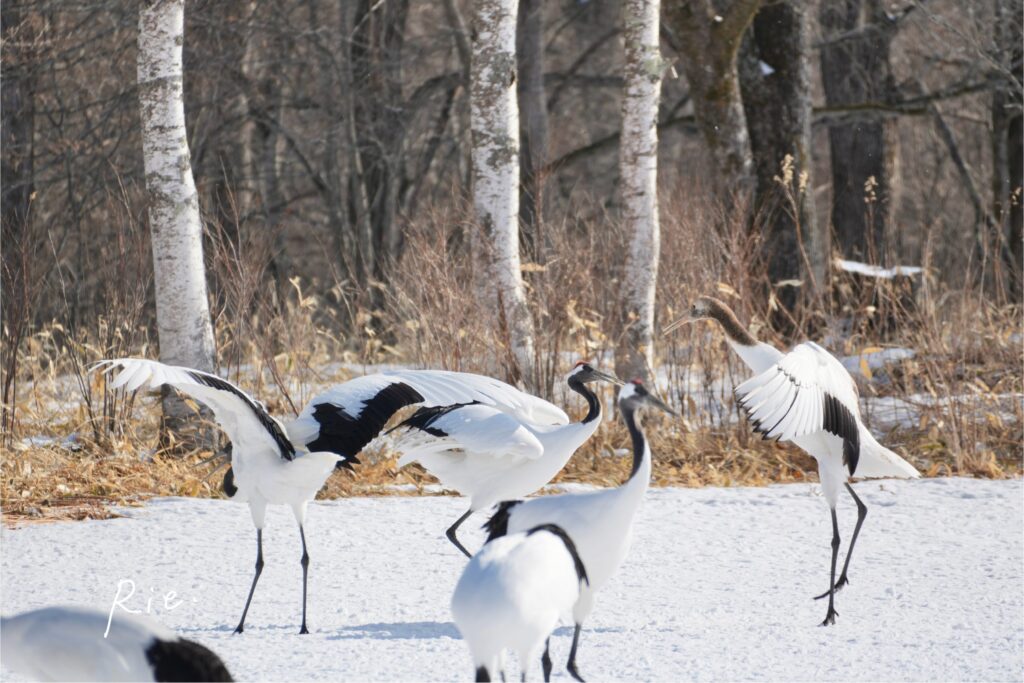 自分も舞ってみる幼鳥