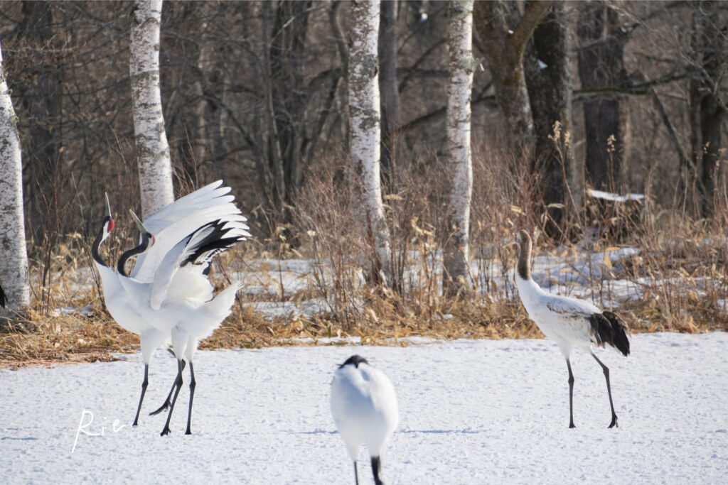 見向きもされず1人佇む幼鳥