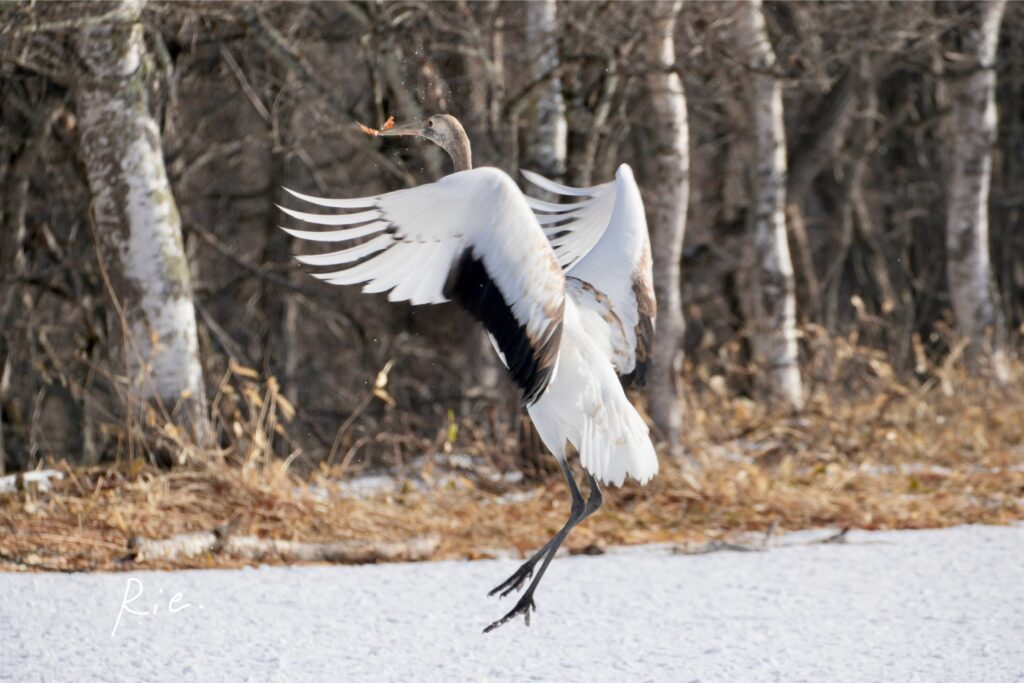 葉っぱを咥えて舞う幼鳥
