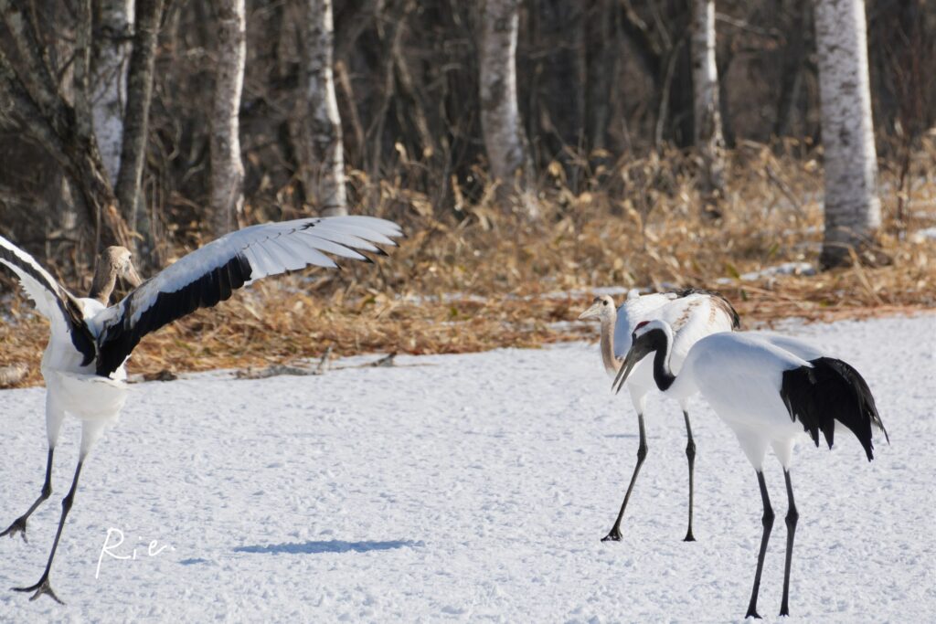幼鳥同士でダンス