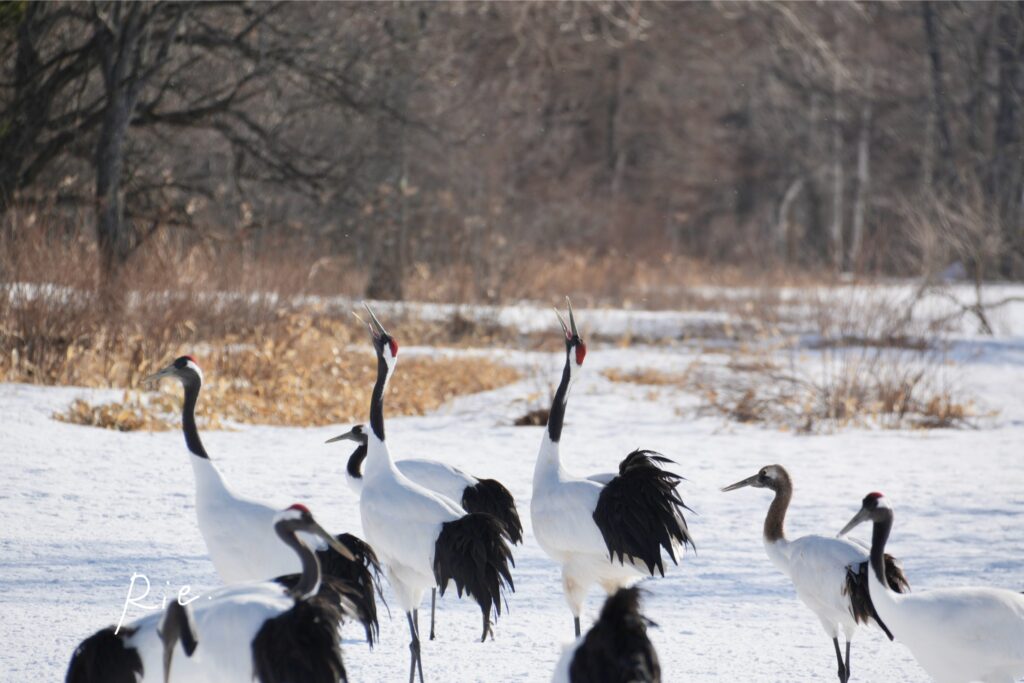 合唱をするタンチョウ