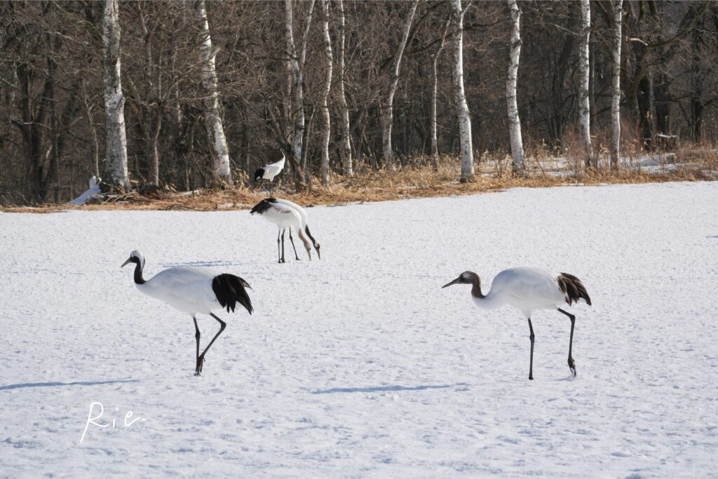 成長の後をストーキングする幼鳥
