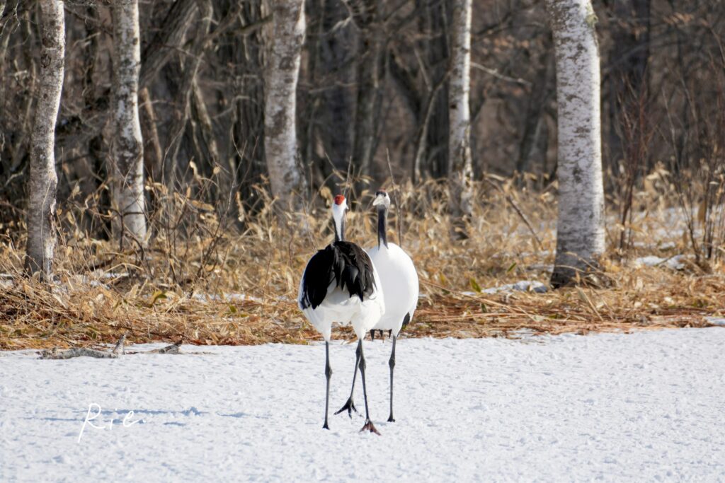 見つめ合うタンチョウ
