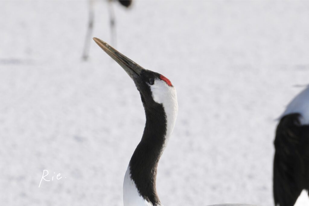タンチョウのお顔