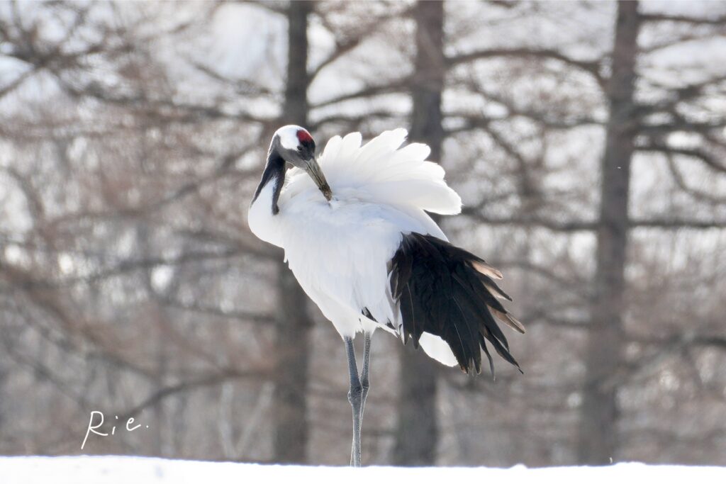 毛繕いをするタンチョウ