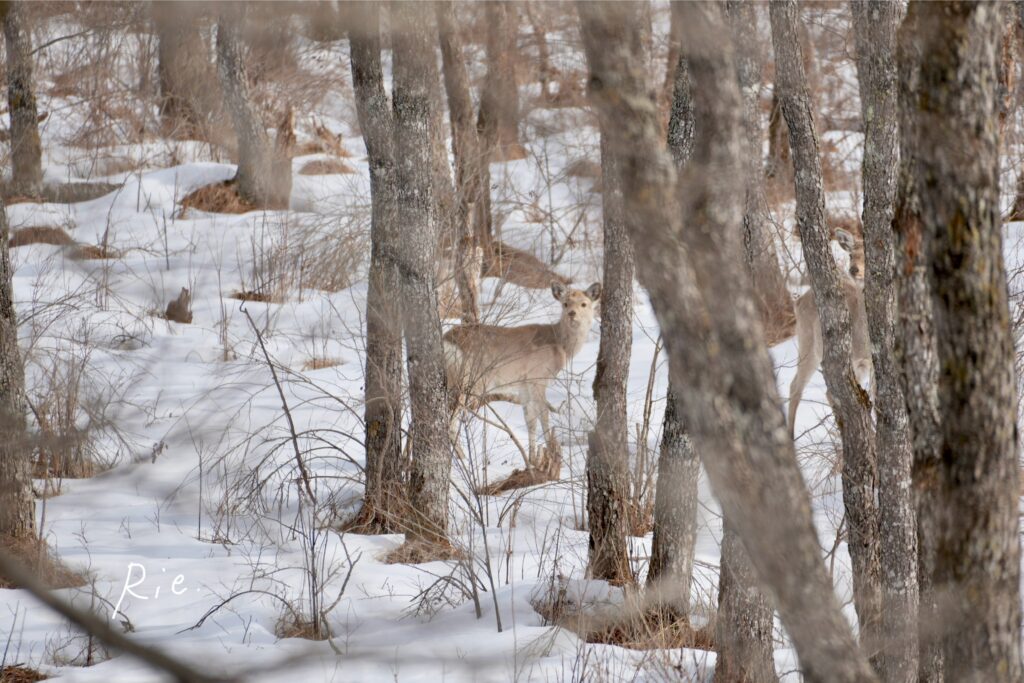 親子鹿