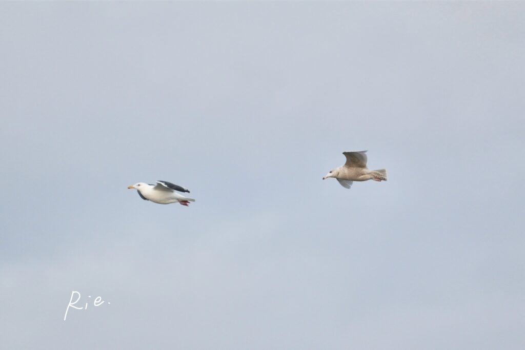 オオセグロカモメの親子