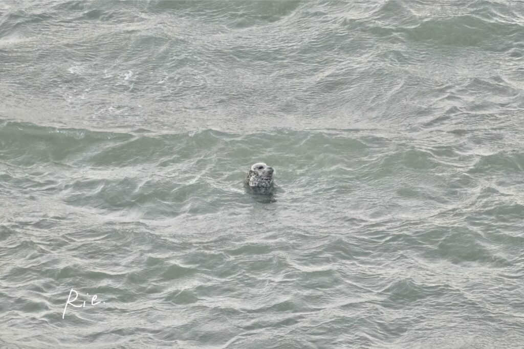 ゼニガタアザラシ