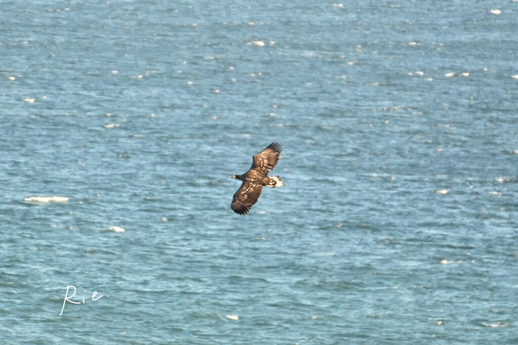 オオワシの幼鳥