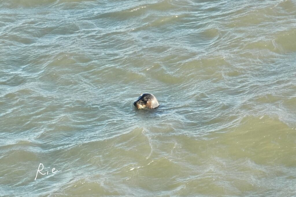 ゼニガタアザラシ