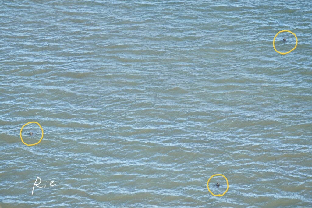 ゼニガタアザラシ三角形