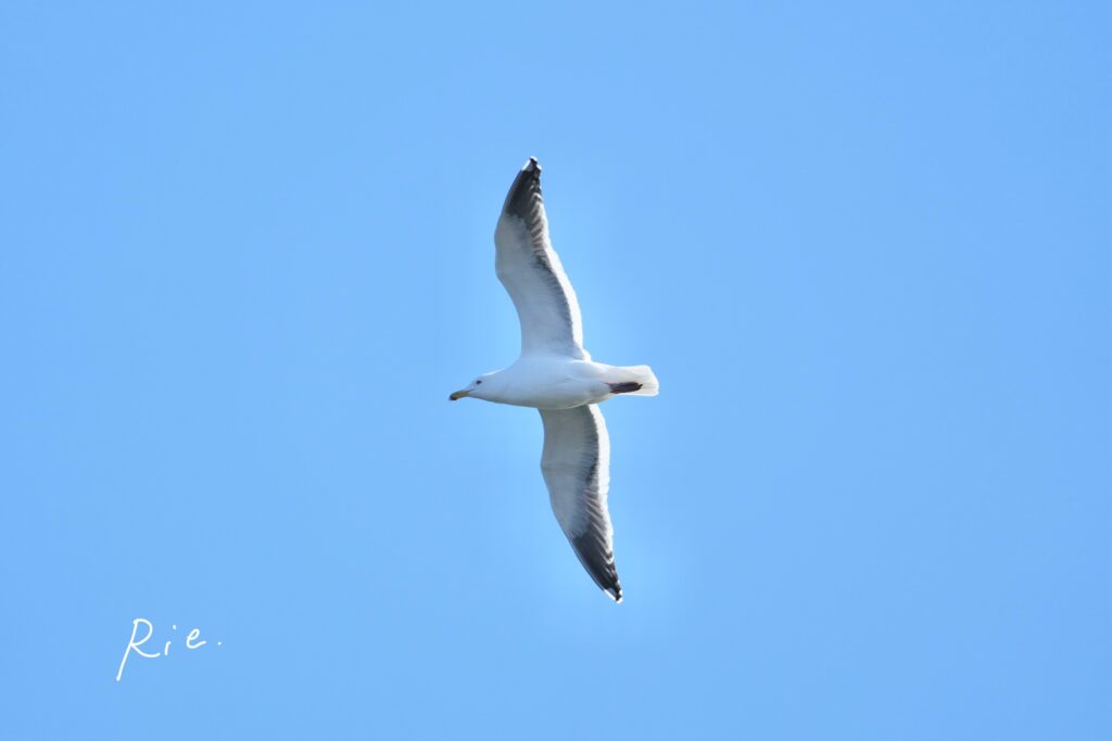 オオセグロカモメ