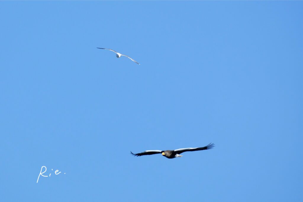 オオセグロカモメとオオワシ