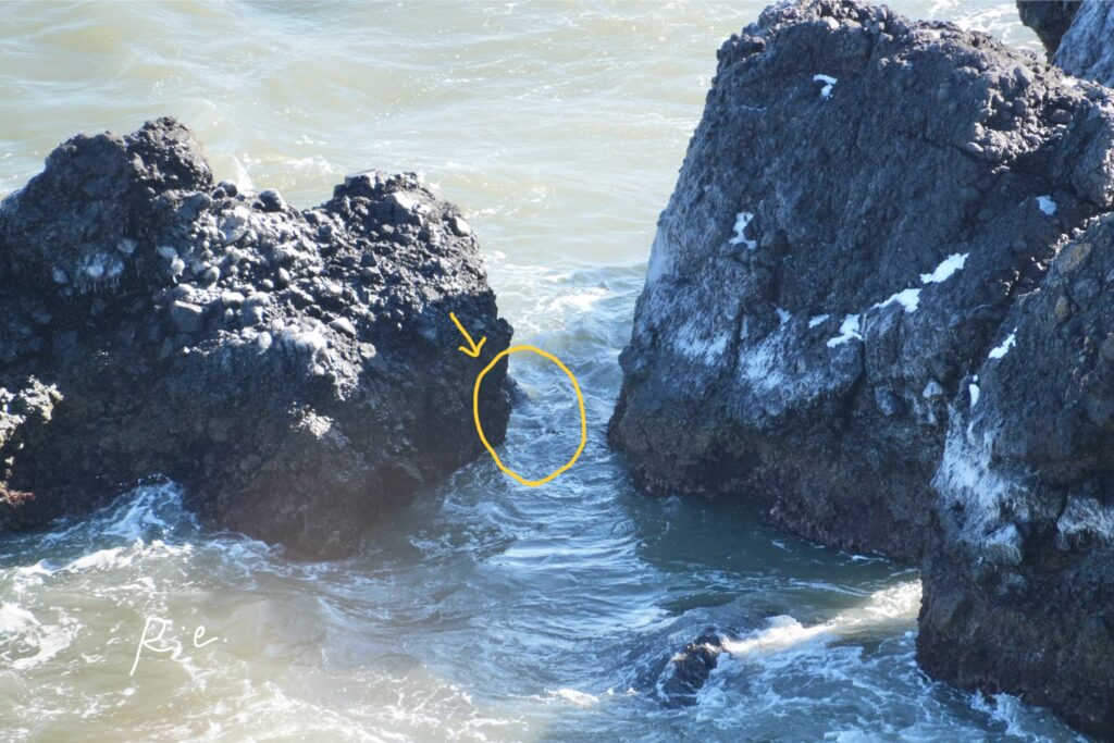 岩の隙間を泳ぐラッコ