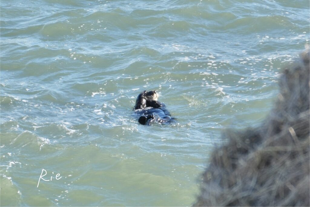 くしくしするラッコ