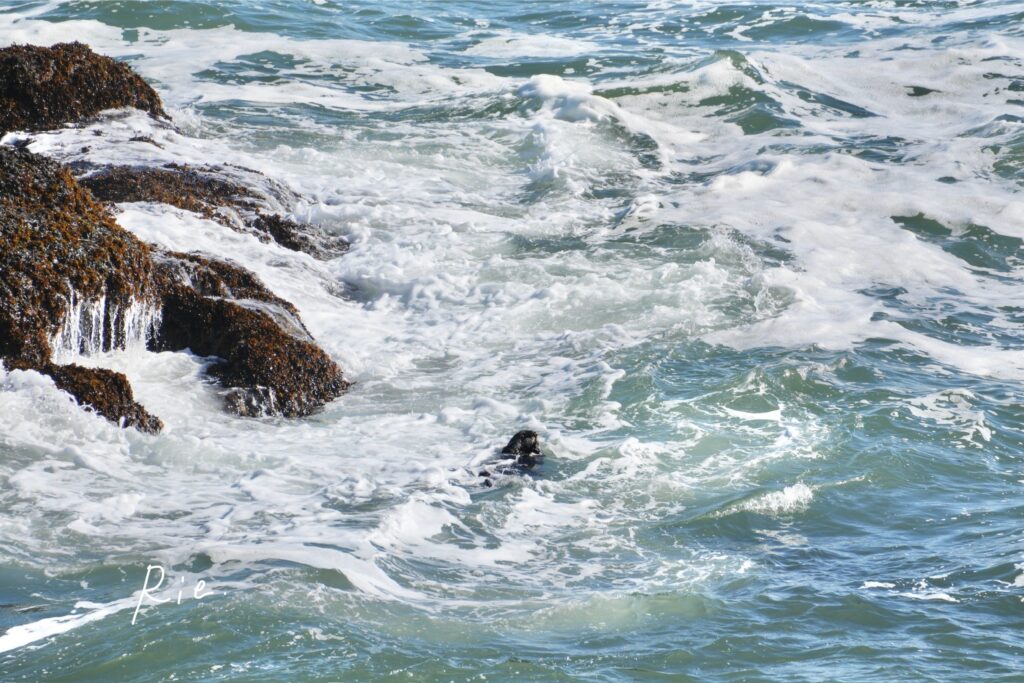 荒波の中くしくしするラッコ