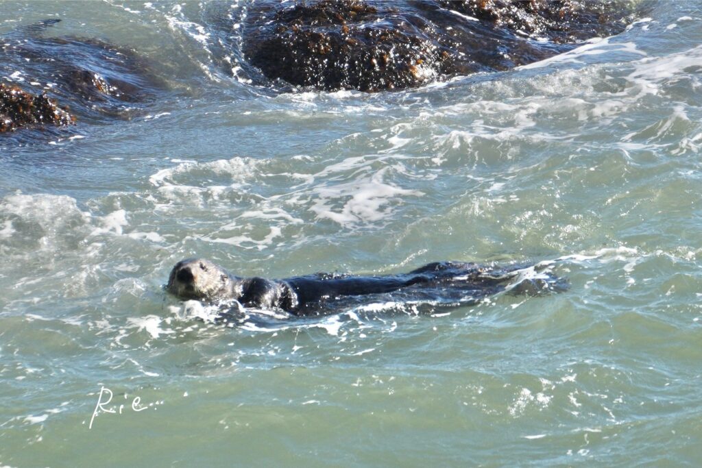 こっち向いたラッコ