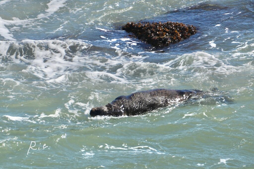 ぐるぐる回転するラッコ