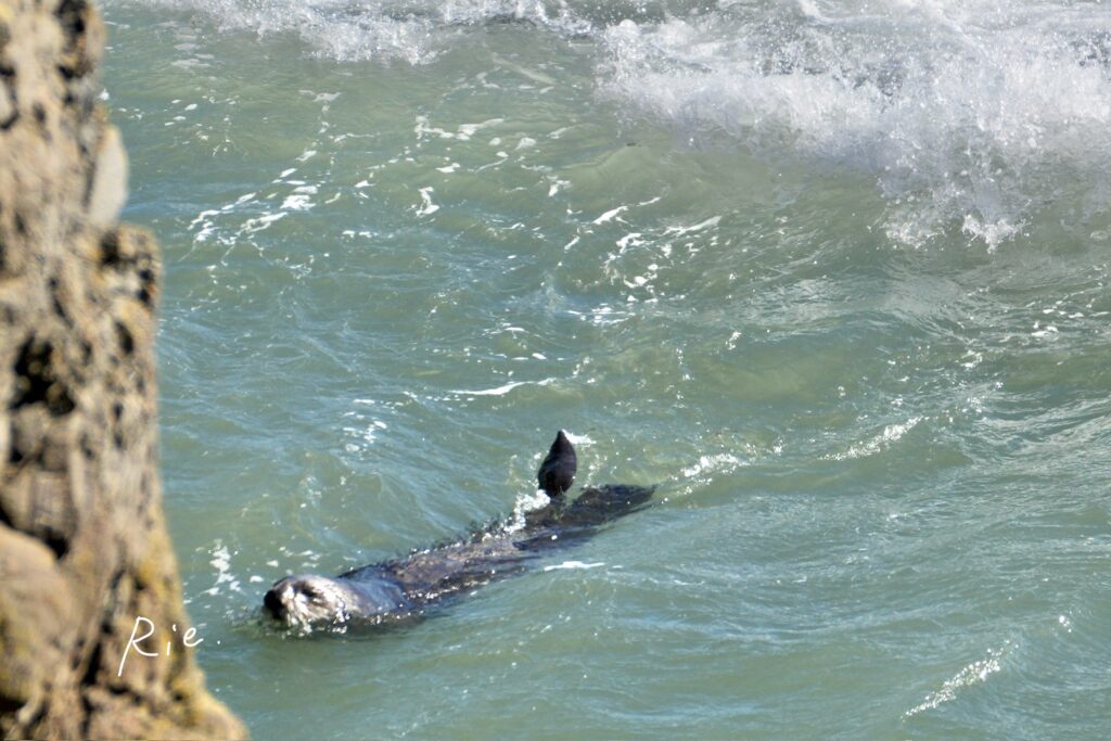 うつ伏せで泳ぐラッコ